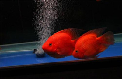 鹦鹉鱼长黑斑怎么办？鹦鹉鱼黑斑病的治疗方法及原因介绍！