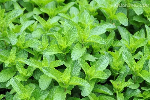 泥水养龟治疗真菌的化学原理,泥水养龟自己会培养硝化细菌吗