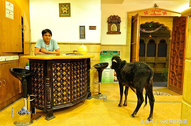 印度路上的牛是哪来的,印度牛满大街