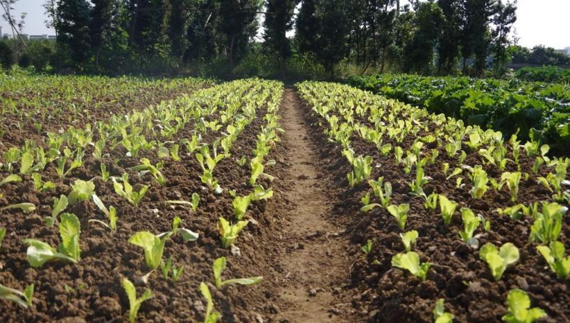 种的菜苗刚出就给虫吃了咋办呢,刚种的菜苗打虫最有效的方法