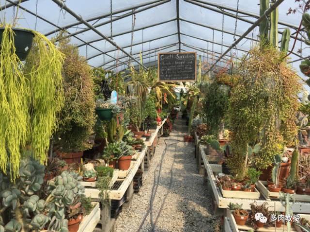 国外的多肉竟然是这个样子的,北京多肉大棚哪个大些好看