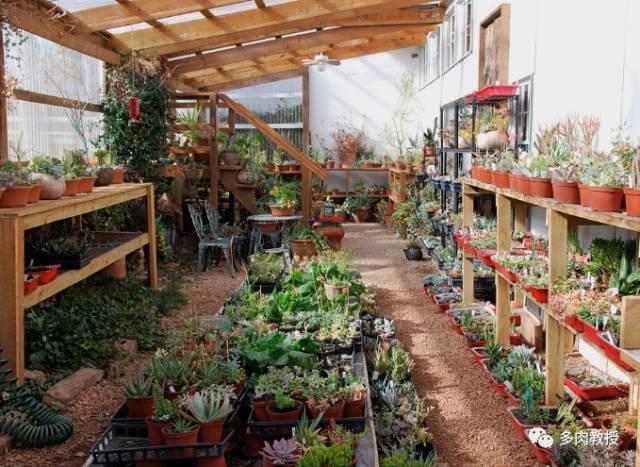 国外的多肉竟然是这个样子的,北京多肉大棚哪个大些好看
