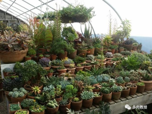 国外的多肉竟然是这个样子的,北京多肉大棚哪个大些好看