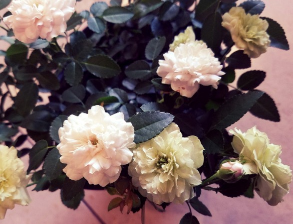 赵丽颖和杨幂白西装,别人家的男友