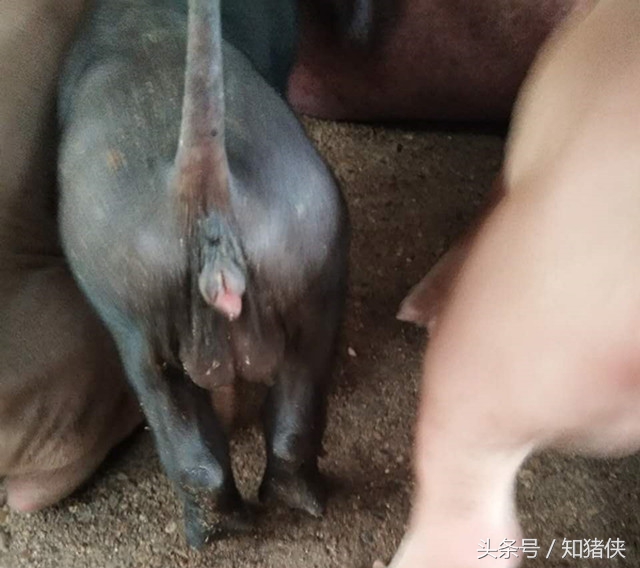 罕见母猪18天产两窝猪仔,广西扶绥县母猪