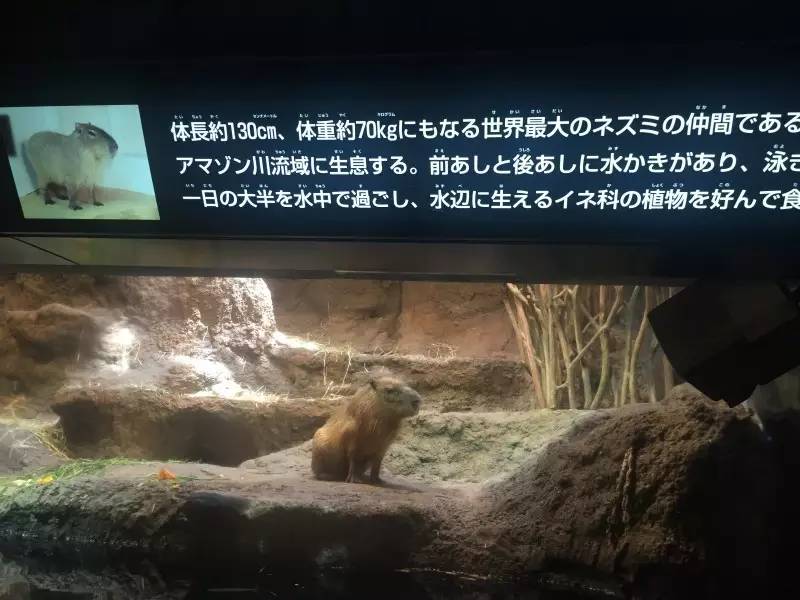 美女穷游10年走120个国家,穷游日本详细攻略