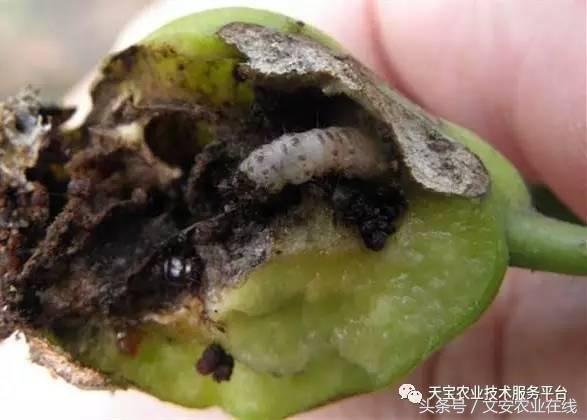 生物杀虫剂十大品牌,十大灭跳蚤最快的杀虫剂