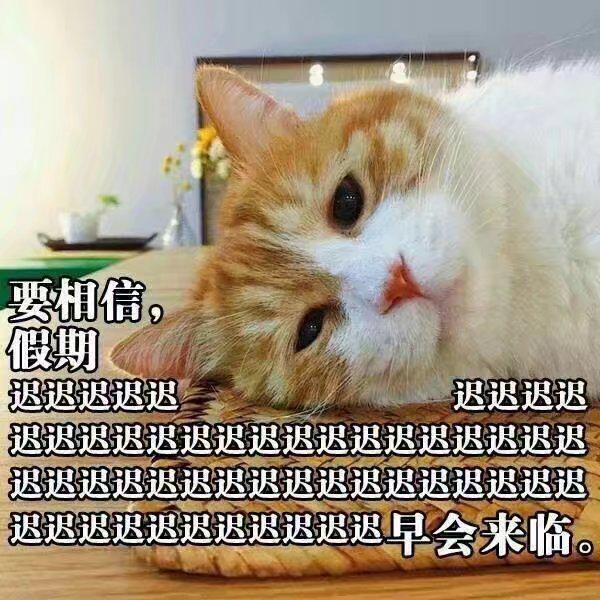 艾露猫怪物猎人,怪物猎人艾露猫真人