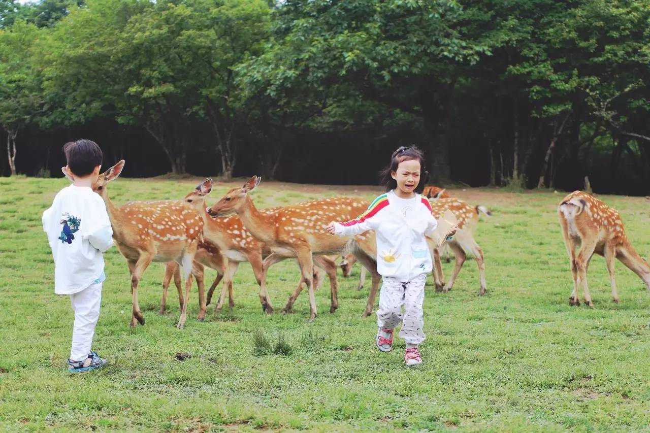 北纬30°神秘之境，在高山草甸、追逐鹿群，这里美的像天堂！