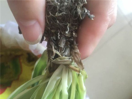 怎样水培吊兰扦插,水培吊兰怎样才能长的更快