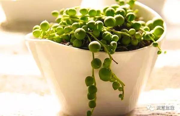 佛珠吊兰怎么养才能爆盆,佛珠吊兰用什么盆养比较好
