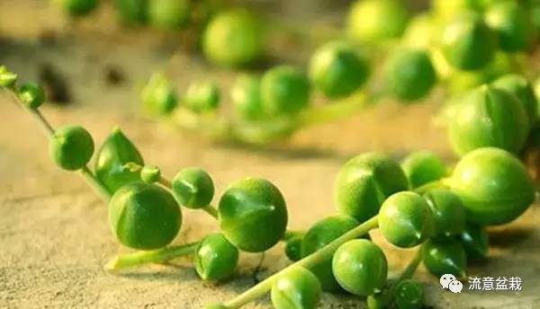 佛珠吊兰怎么养才能爆盆,佛珠吊兰用什么盆养比较好