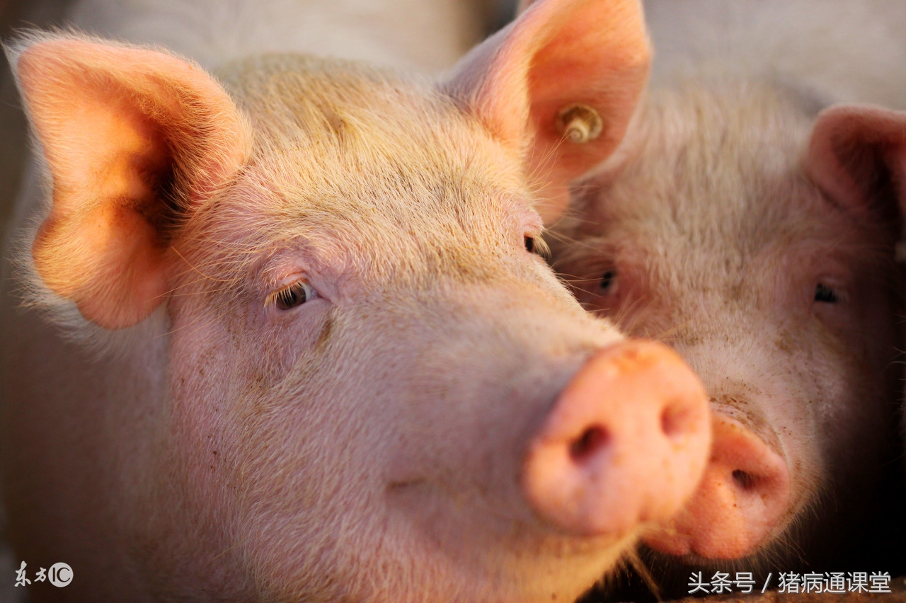 猪疥癣病,猪疥癣会自愈吗