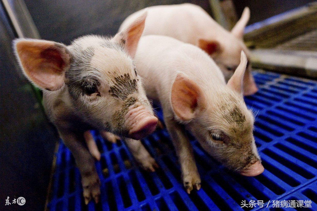 猪疥癣病,猪疥癣会自愈吗