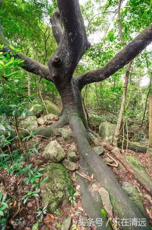 熟悉又陌生的牛鱼嘴，还有新晋“网红桥”，这里有你“秋游”的记