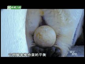 子宫日记解密生命孕育全过程,子宫日记央视纪录片