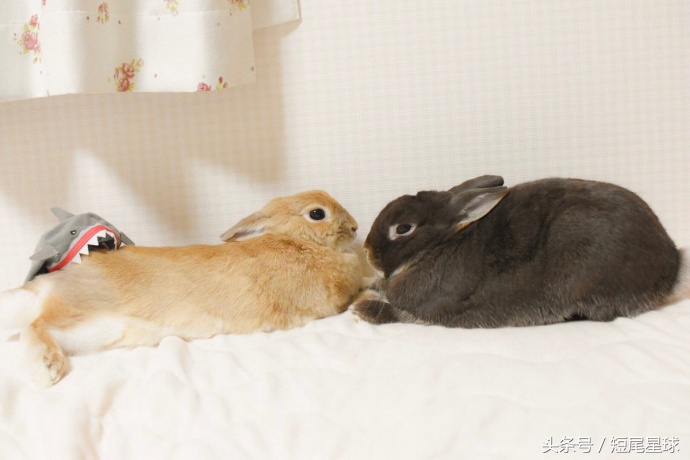 兔兔球虫症状多久会死,兔兔球虫病会自愈吗