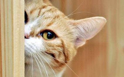 关于猫打疫苗的知识,自己给猫猫打疫苗的正确方法