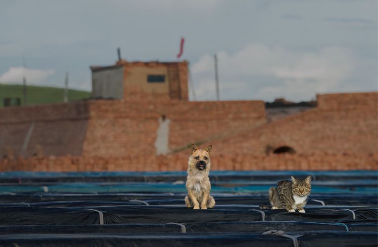 近距离了解砖窑厂烧制砖块的秘密