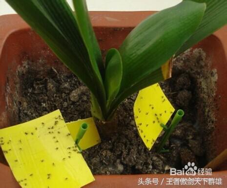 家里有金色小飞虫怎么消灭,家里为什么有小飞虫怎么消灭