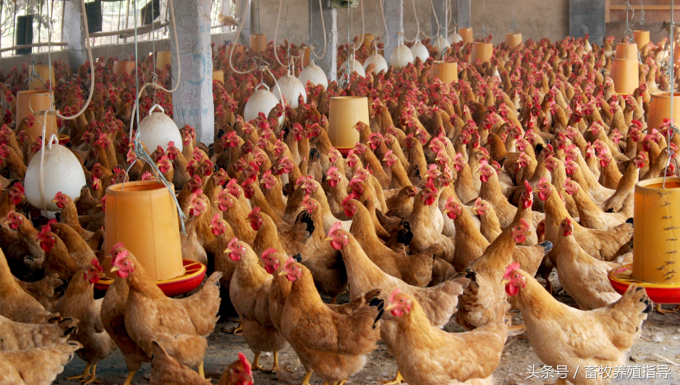 鸡痘能引起鸡白冠病吗,禽痘高发期怎么治疗