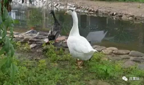 鹅和鸭，《少林寺》《还珠格格》《武林外传》曾在这里取景不