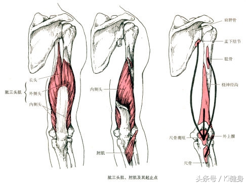 大腿外侧和前侧肌肉分布图,大腿前侧突出从解剖角度看