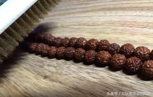 小金刚菩提清理到什么程度,小金刚菩提下水怎么清理