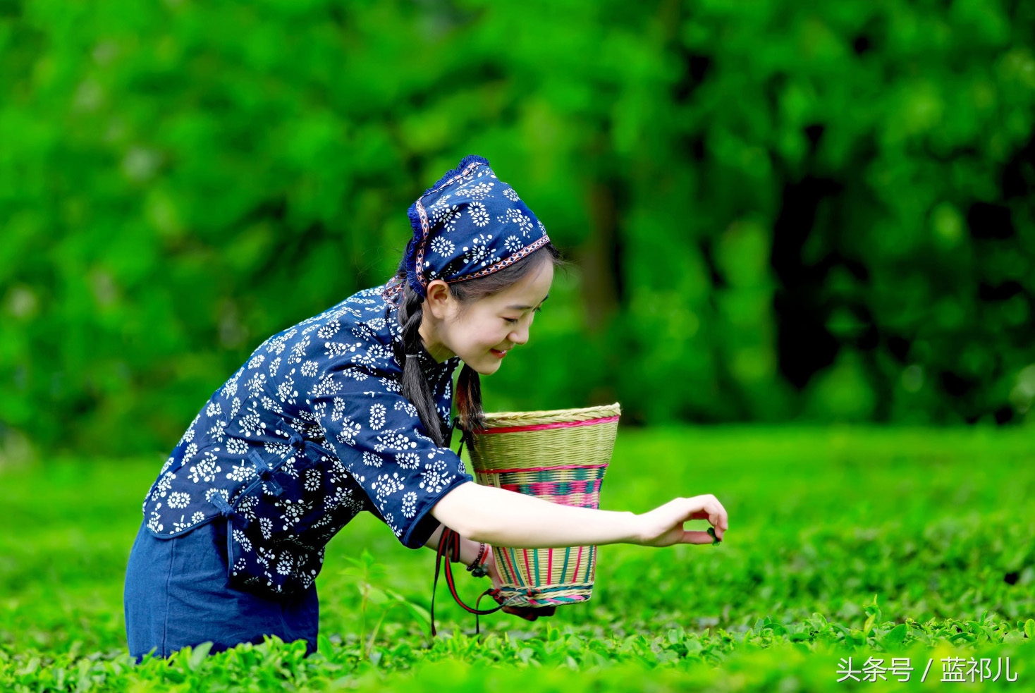 采茶姑娘迷人风采,采茶小妹高清大图