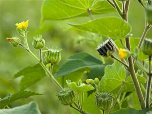能印花还能治病的“磨盘草”,村里女孩拿它当耳环带