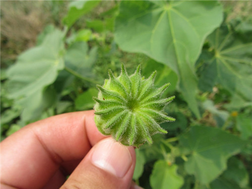 能印花还能治病的“磨盘草”,村里女孩拿它当耳环带