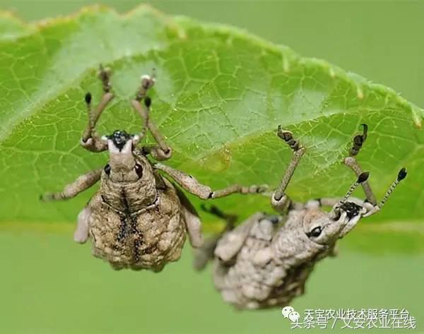 生物杀虫剂十大品牌,十大灭跳蚤最快的杀虫剂