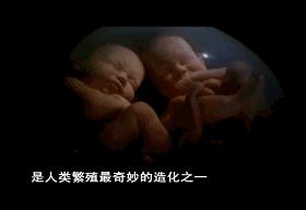 子宫日记解密生命孕育全过程,子宫日记央视纪录片