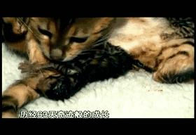 子宫日记解密生命孕育全过程,子宫日记央视纪录片