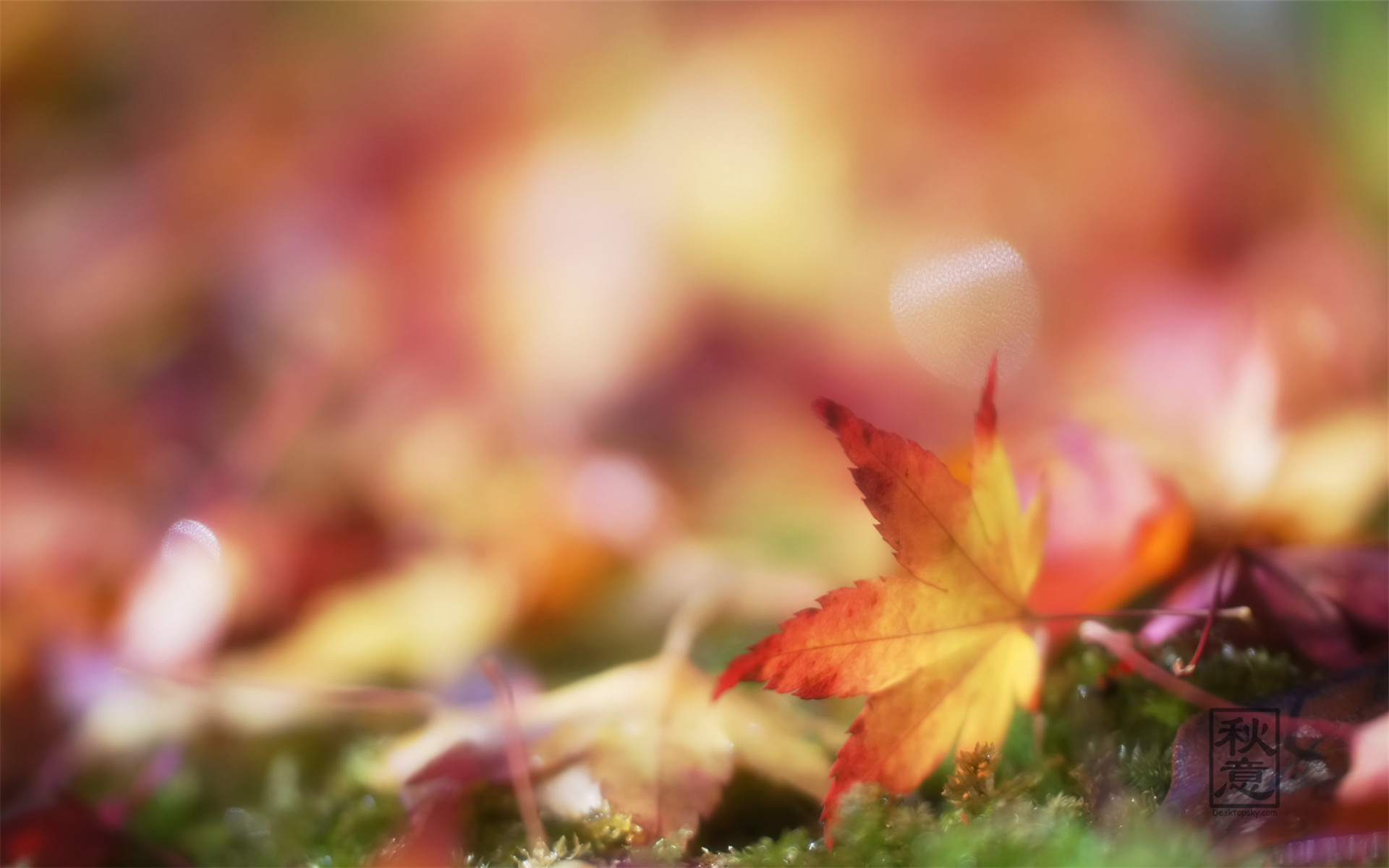 看珠海夜景,看珠海古诗词