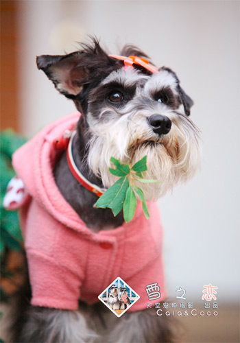 狗狗健康饮食,狗狗健康养狗常识宠物保健