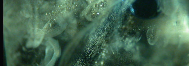 当珠宝鉴定师说实话,当老板娘的必要条件