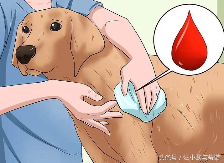 当狗狗受伤，实用土办法教你给狗狗止血！