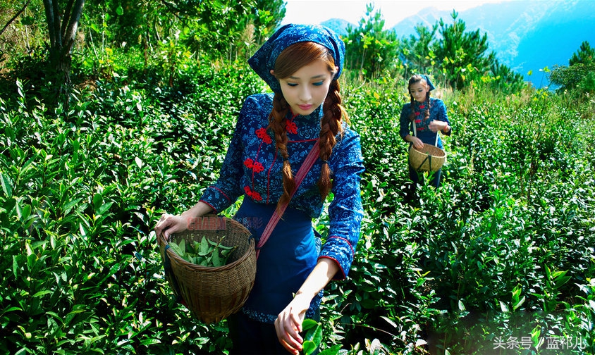 采茶姑娘迷人风采,采茶小妹高清大图