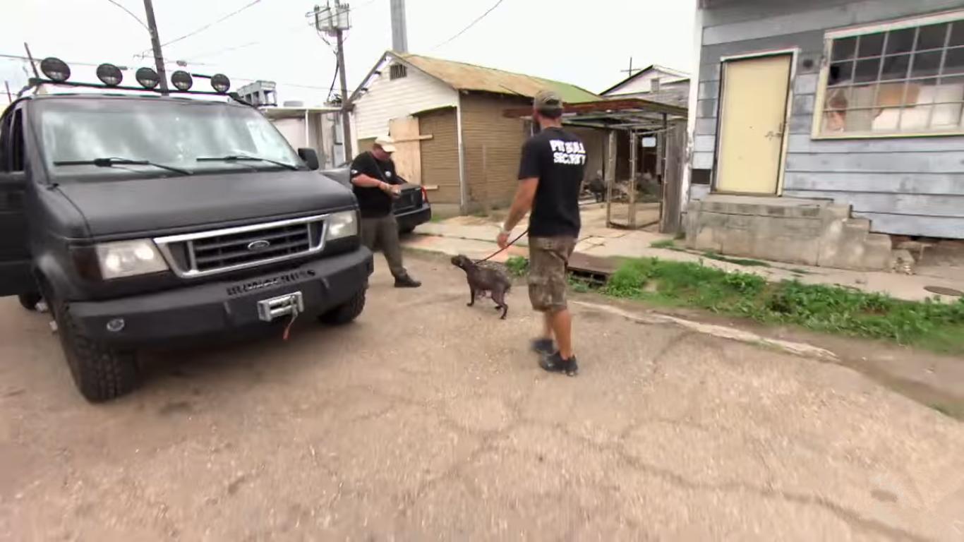 涨奶的小狗,涨奶狗