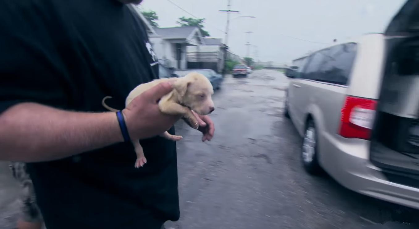 涨奶的小狗,涨奶狗