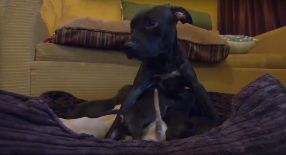 涨奶的小狗,涨奶狗