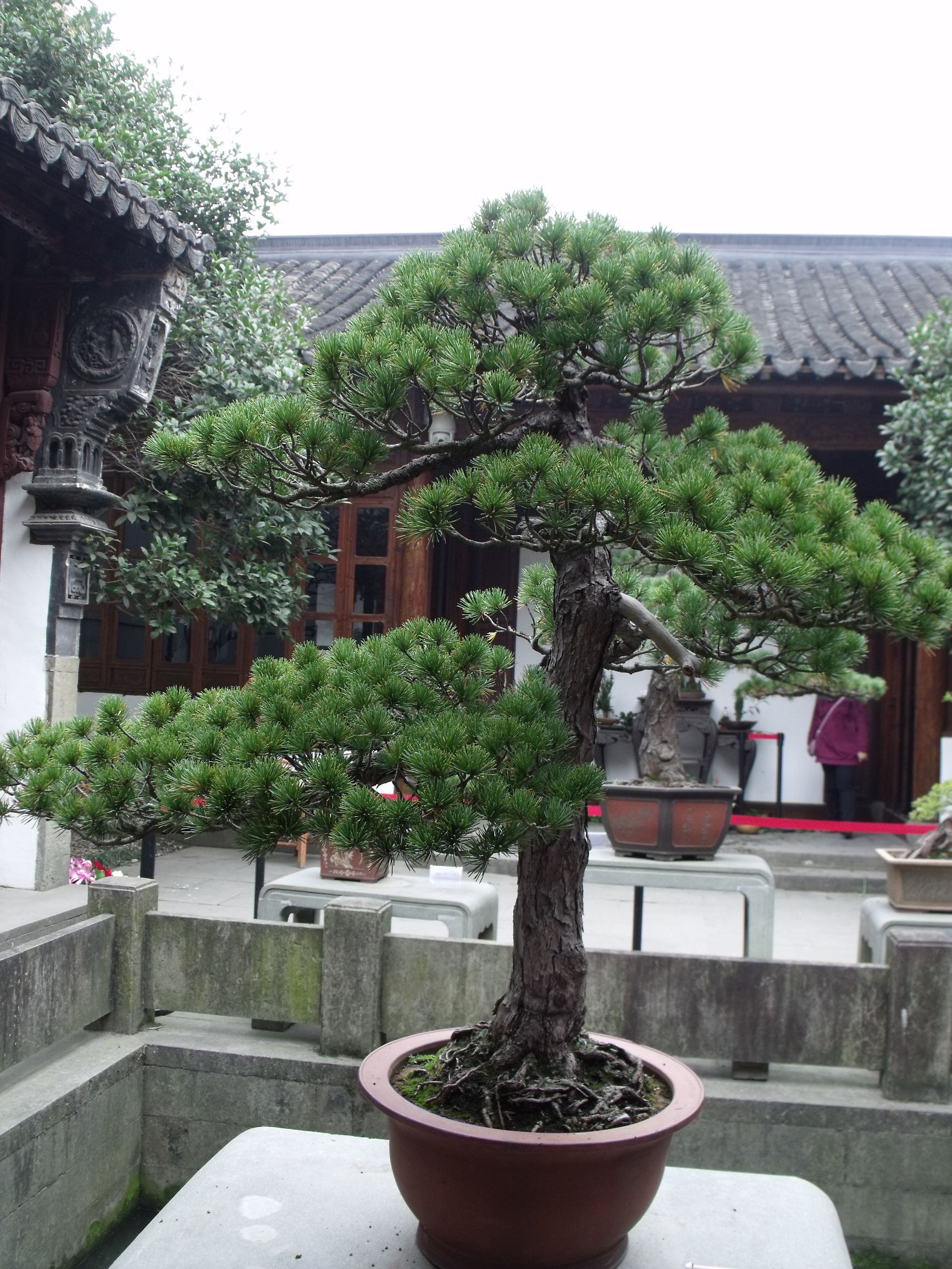 高山流水式松树盆景,亭亭山上松瑟瑟谷中风对比
