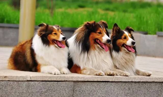 狗狗食物中毒怎样急救,狗狗误食了口香糖怎么治疗