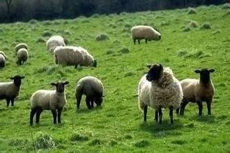 澳洲保健品为什么被国内认可,澳洲的保健品是叫食品还是保健品