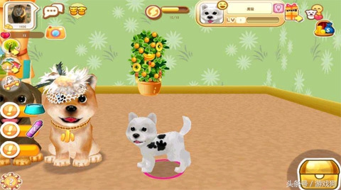 萌宠来袭宠物,超萌小宠物