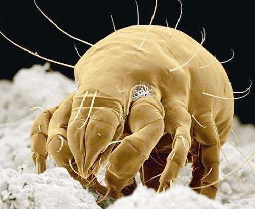 35岁美女大量掉发怎么办,22岁女掉发严重秃顶