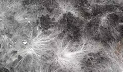 食药监查出过期食品,食品检测霉菌超标