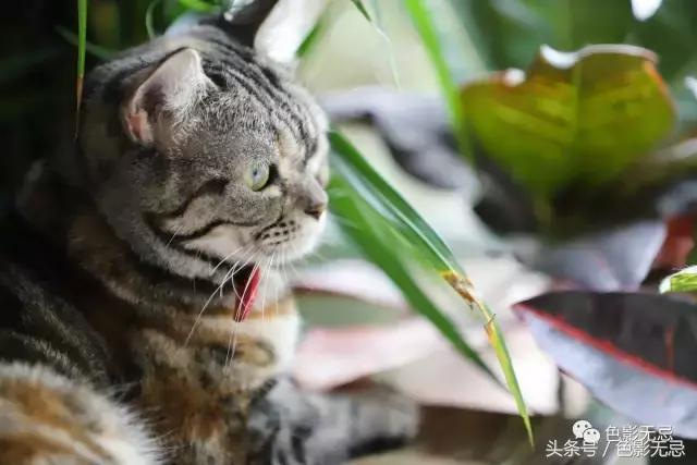 eos6d2照片不够清晰,eos6d2配什么镜头