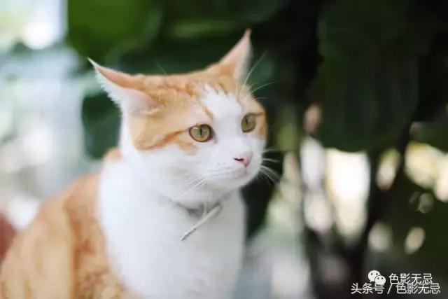 eos6d2照片不够清晰,eos6d2配什么镜头